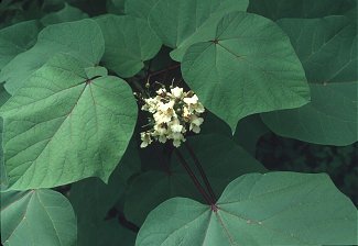 Catalpa ovata image