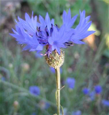 Centaurea cyanus image
