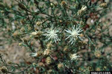 Centaurea diffusa image