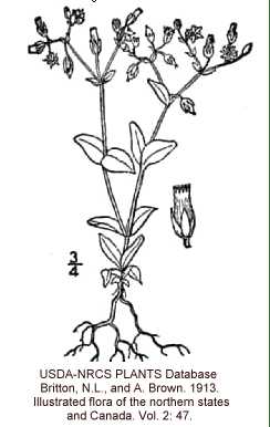 Cerastium semidecandrum image