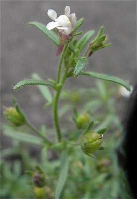 Chaenorhinum minus image
