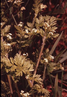 Chaerophyllum procumbens image