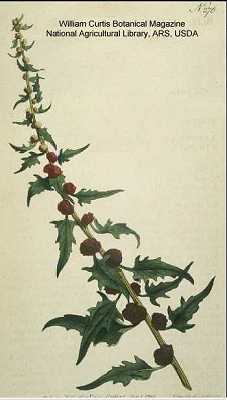 Chenopodium image