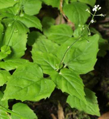 Circaea alpina subsp. alpina image