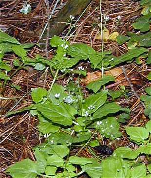 Circaea alpina subsp. alpina image