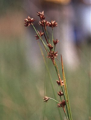 Cladium mariscoides image