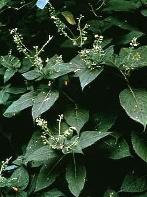 Collinsonia image