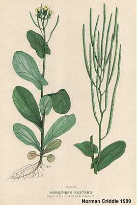 Conringia orientalis image