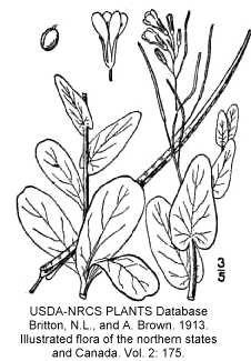 Conringia orientalis image