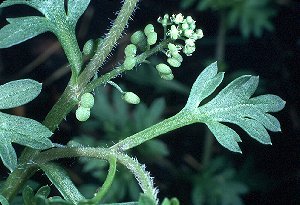 Lepidium didymum image