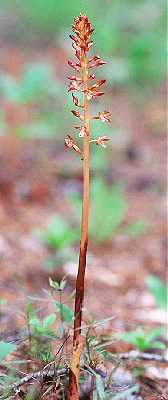 Corallorhiza maculata image