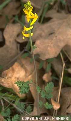 Corydalis image