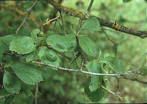 Crataegus douglasii image