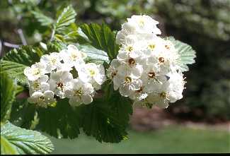 Crataegus mollis image