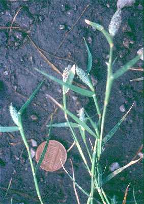 Crypsis schoenoides image