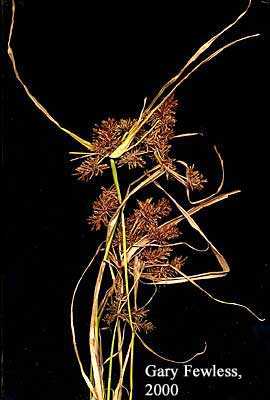 Cyperus erythrorhizos image