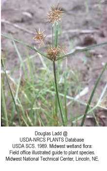 Cyperus odoratus image