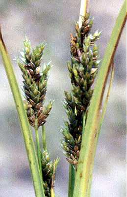 Cyperus image