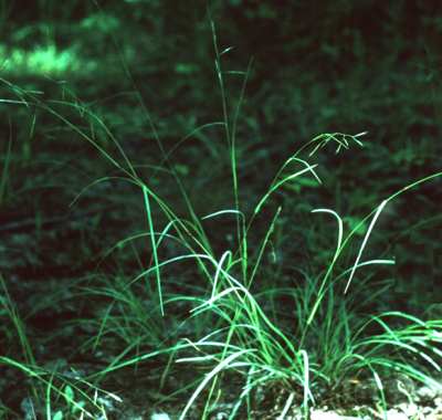 Danthonia compressa image