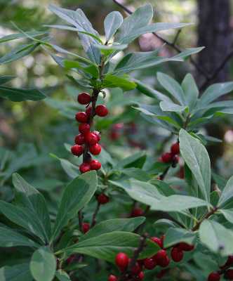 Thymelaeaceae image