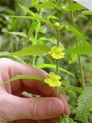 Dasistoma macrophylla image