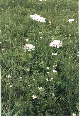 Daucus carota image