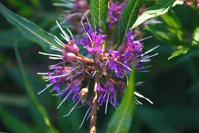 Decodon verticillatus image