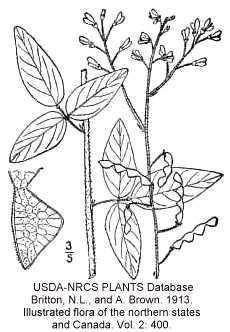 Desmodium perplexum image