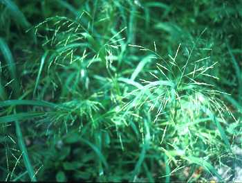 Dichanthelium dichotomum image