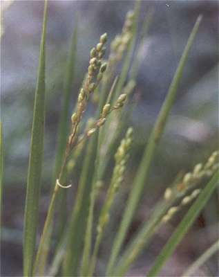 Dichanthelium perlongum image