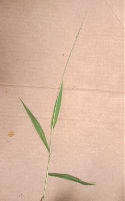 Dichanthelium xanthophysum image