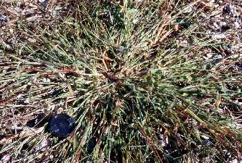 Digitaria sanguinalis image