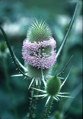 Dipsacus fullonum image