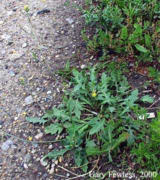 Diplotaxis image