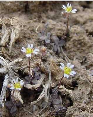Draba image
