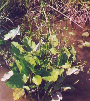 Echinodorus image