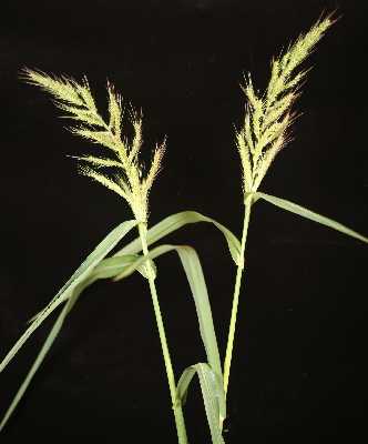 Echinochloa muricata image