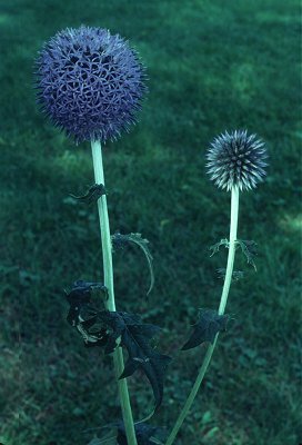 Echinops sphaerocephalus image