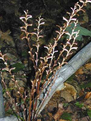 Epifagus virginiana image