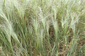 Eragrostis capillaris image