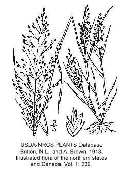 Eragrostis frankii image