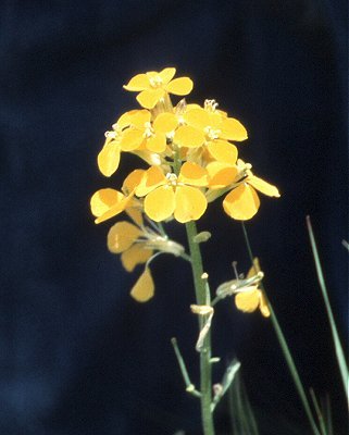 Erysimum image