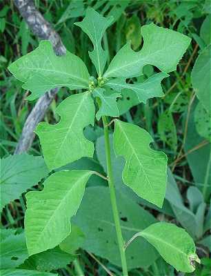 Euphorbia cyathophora image