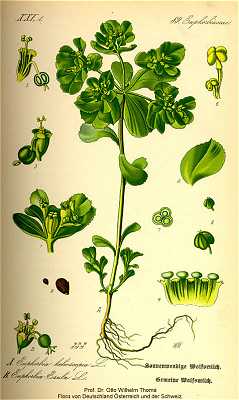 Euphorbia helioscopia image