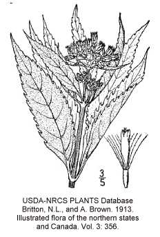 Eutrochium maculatum image