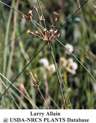 Fimbristylis puberula image