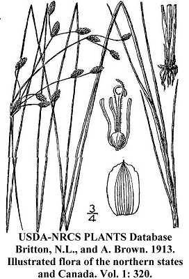 Fimbristylis puberula var. interior image