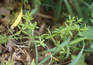 Galium obtusum subsp. obtusum image