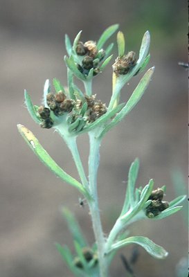Gnaphalium uliginosum image