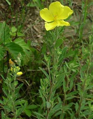 Crocanthemum bicknellii image